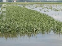 Getreide Hochwasser 1