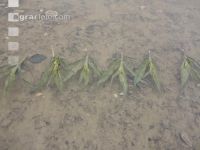 Mais Hochwasser 32