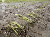 Mais Hochwasser 22