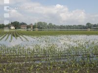 Mais Hochwasser 16