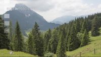 Bergwald 2