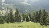 Bergwald 3