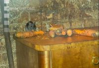 Ratten 4