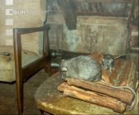 Ratten 3