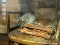 Ratten 2