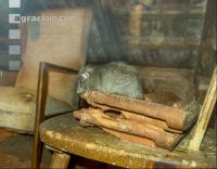 Ratten 1