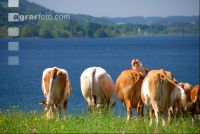 Rinder am See 01
