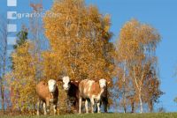 Fleckvieh Herbst 15