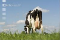 Holstein Weide 165
