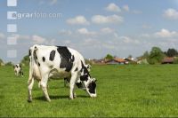 Holstein Weide 164