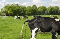 Holstein kotet