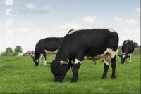 Holstein Stier 
