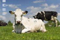 Holstein Weide 154