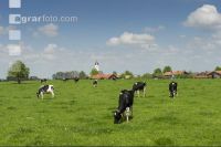 Holstein Weide 140