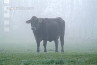 Braunvieh Weide 20