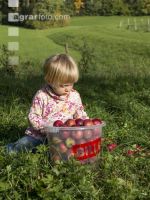 Mostapfel klauben 38