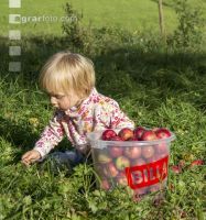 Mostapfel klauben 37