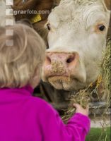 Kinder im Kuhstall 3