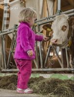 Kinder im Kuhstall 2