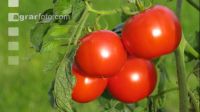 Tomate 12