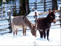 Esel Wintereinbruch 1
