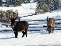 Esel Wintereinbruch 2