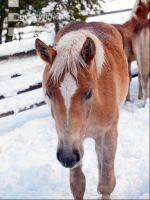 Haflinger Wintereinbruch 3