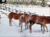 Haflinger Wintereinbruch 2