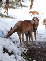 Haflinger Wintereinbruch 1