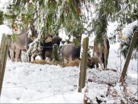 Kühe Wintereinbruch 1