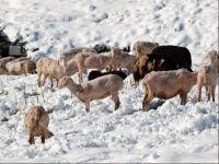 Schafe Wintereinbruch 5