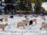 Schafe Wintereinbruch 4
