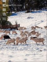 Schafe Wintereinbruch 2
