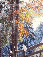 Wintereinbruch 11