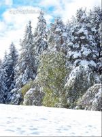 Wintereinbruch 3