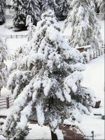 Wintereinbruch 2
