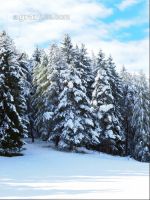 Wintereinbruch 1