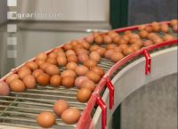 Eier Sortierung 1