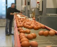 Eier Sortierung 2
