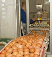 Eier Sortierung 3