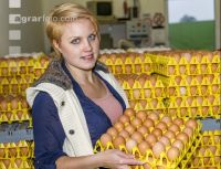 Eier Sortierung 29