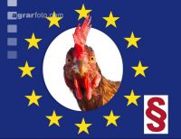EU Gesetz Legehenne