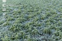 Radish peas frosted 1