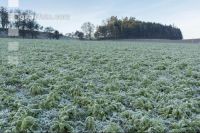 Radish peas frosted 2
