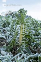 Rettich Platterbse abgefrostet 3