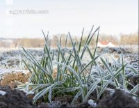 Weizen Frost 15