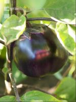 Aubergine 6