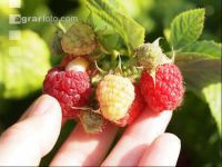 Himbeeren 7