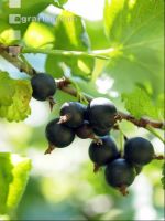 Jostabeeren 4