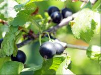 Jostabeeren 3